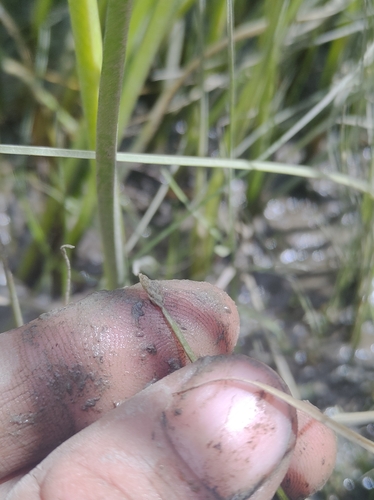 Image of Eleocharis aestuum by no rights reserved