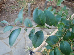 Ligustrum lucidum