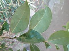 Ligustrum lucidum