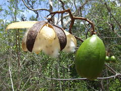 Cochlospermum gillivraei