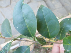 Ligustrum lucidum