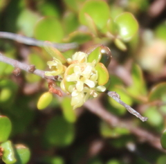 Muehlenbeckia complexa complexa