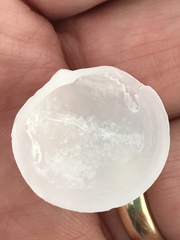 Divalinga quadrisulcata