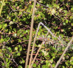 Muehlenbeckia complexa complexa