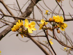Cochlospermum gillivraei
