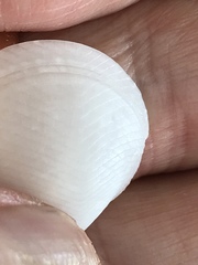 Divalinga quadrisulcata