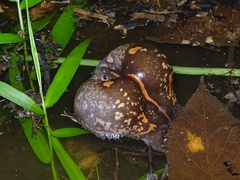 Rhinophrynus dorsalis