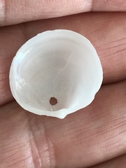 Divalinga quadrisulcata