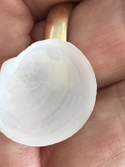 Divalinga quadrisulcata