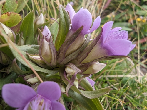 Image of Gentianella ramosa by (c) Denis Bastianelli, some rights reserved (CC BY)