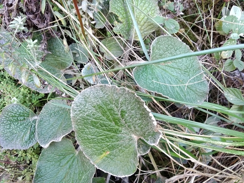 Woolly Tinderleaf (Hermas lanata)