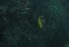 Chaetodon quadrimaculatus