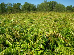 Stenochlaena palustris