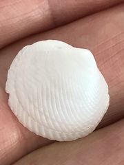 Divalinga quadrisulcata