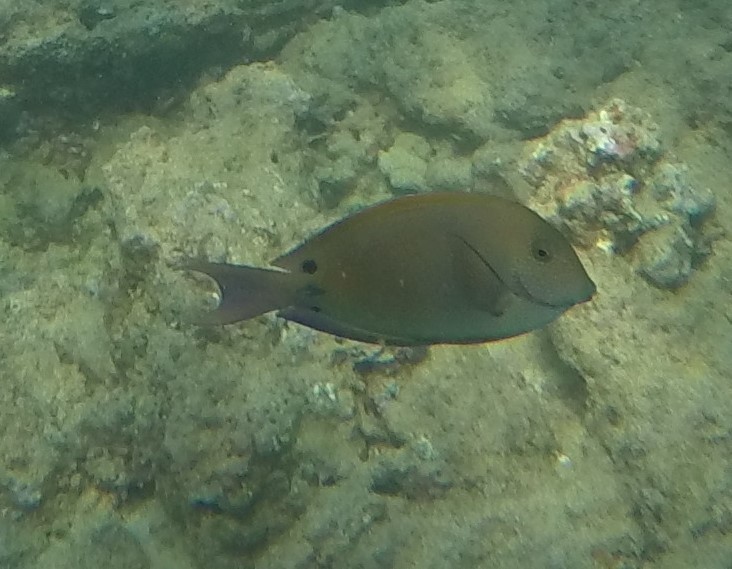 Brown surgeonfish