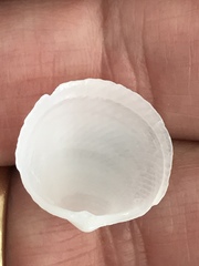 Divalinga quadrisulcata