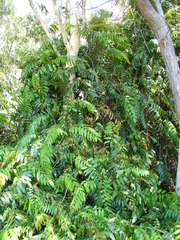 Stenochlaena palustris