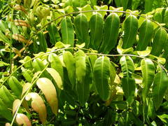 Stenochlaena palustris