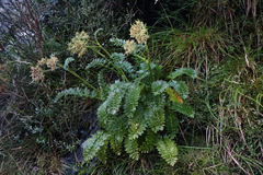 Anisotome pilifera