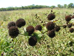 Hyptis capitata