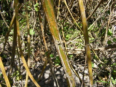 Hyptis capitata