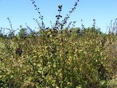Hyptis capitata