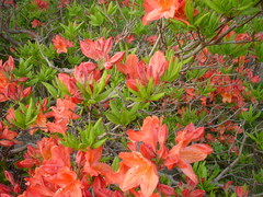 Rhododendron molle
