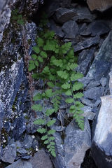 Cystopteris tasmanica