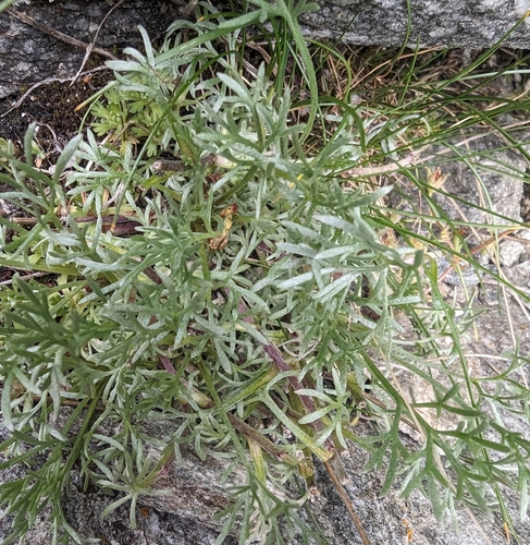 Image of Artemisia umbelliformis by (c) Denis Bastianelli, some rights reserved (CC BY)