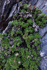 Celmisia bellidioides