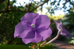 Brunfelsia latifolia