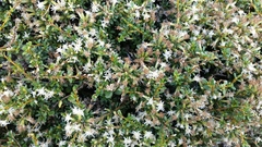 Olearia solandri