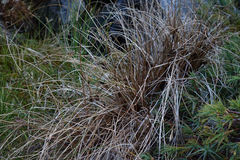 Carex petriei