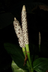 Stenospermation marantifolium