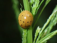 Harmonia sedecimnotata