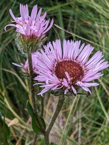 Image of Erigeron alpinus by (c) Denis Bastianelli, some rights reserved (CC BY)