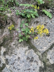 Patrinia triloba, photograph (c) 岸本年郎, some rights reserved (CC BY)