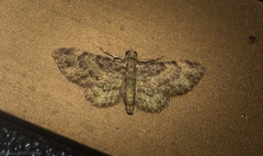 Chloroclystis mniochroa