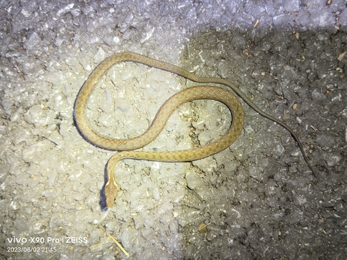 Photo of a Kuatun Keelback (Hebius craspedogaster)