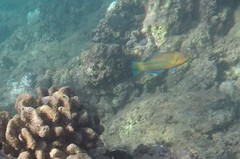 Thalassoma trilobatum