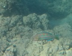 Thalassoma trilobatum