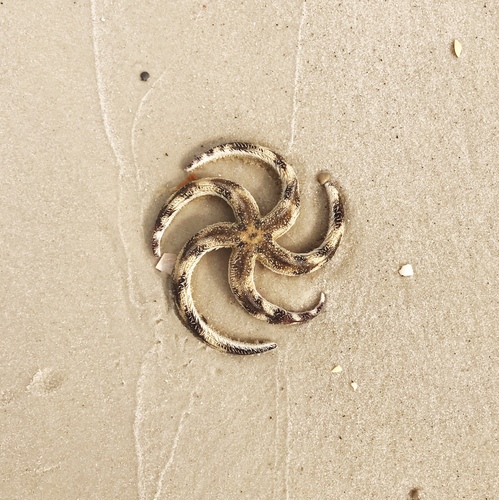 Two-banded Sea Star photographed in Alabama