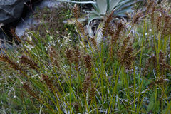 Carex edura