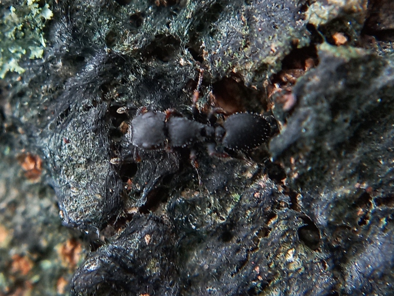 Cataulacus simoni