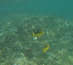 Chaetodon quadrimaculatus