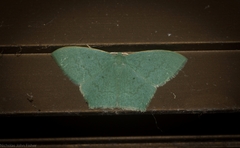 Maxates centrophylla