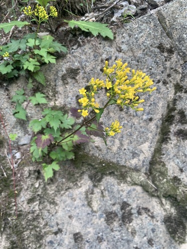Patrinia triloba