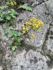 Patrinia triloba