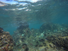 Abudefduf abdominalis