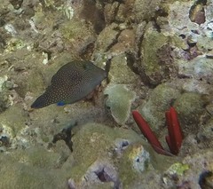 Canthigaster amboinensis